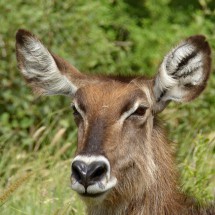 Female Waterbuck